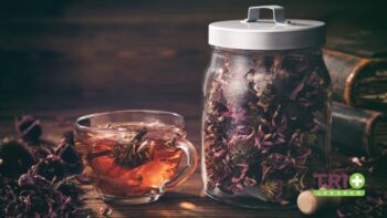 Echinacea Liečivé účinky rastliny, ktorá pomáha dýchacím cestám