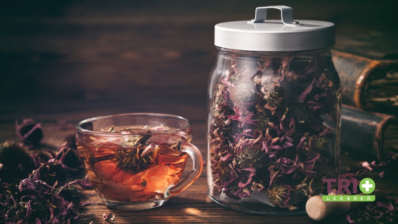 Echinacea Liečivé účinky rastliny, ktorá pomáha dýchacím cestám