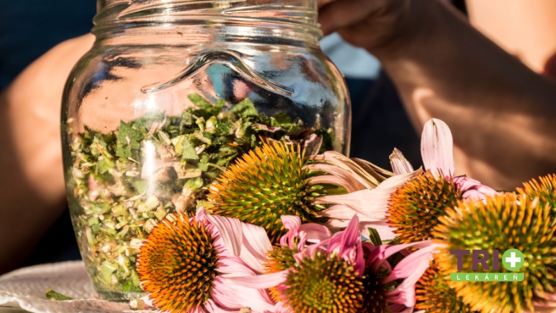 echinacea pestovanie