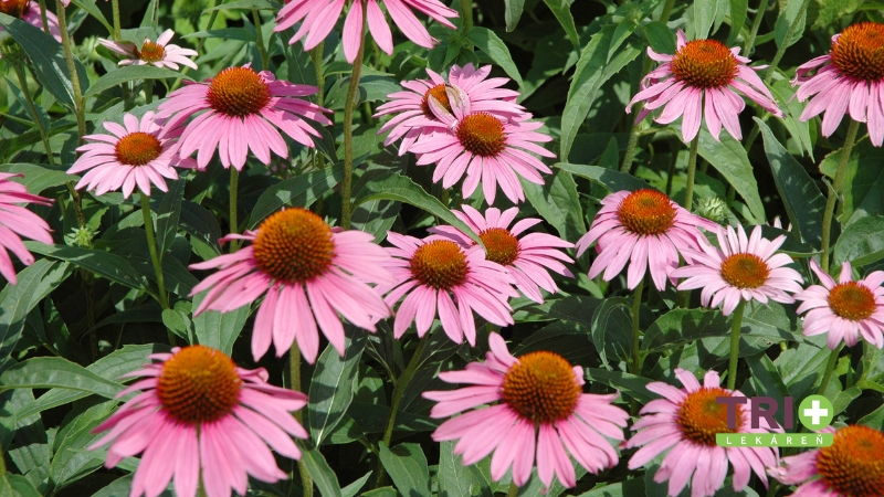 echinacea