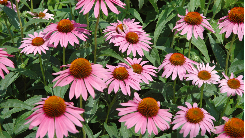 echinacea